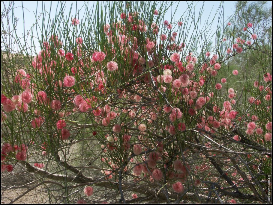 Кандым растение пустыни