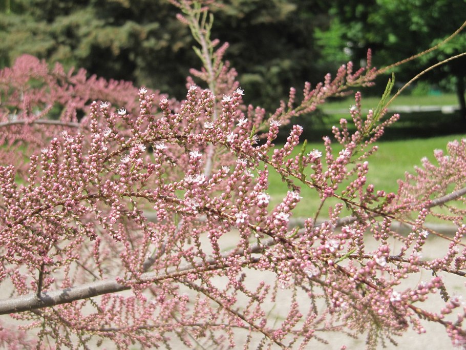 Тамариск в Египте
