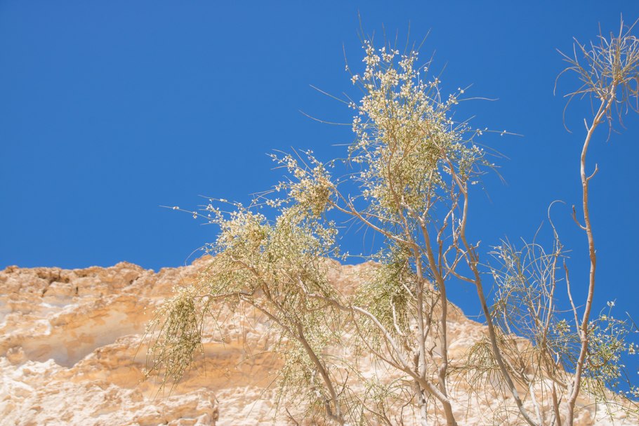 Тамариск Астраханская сирень