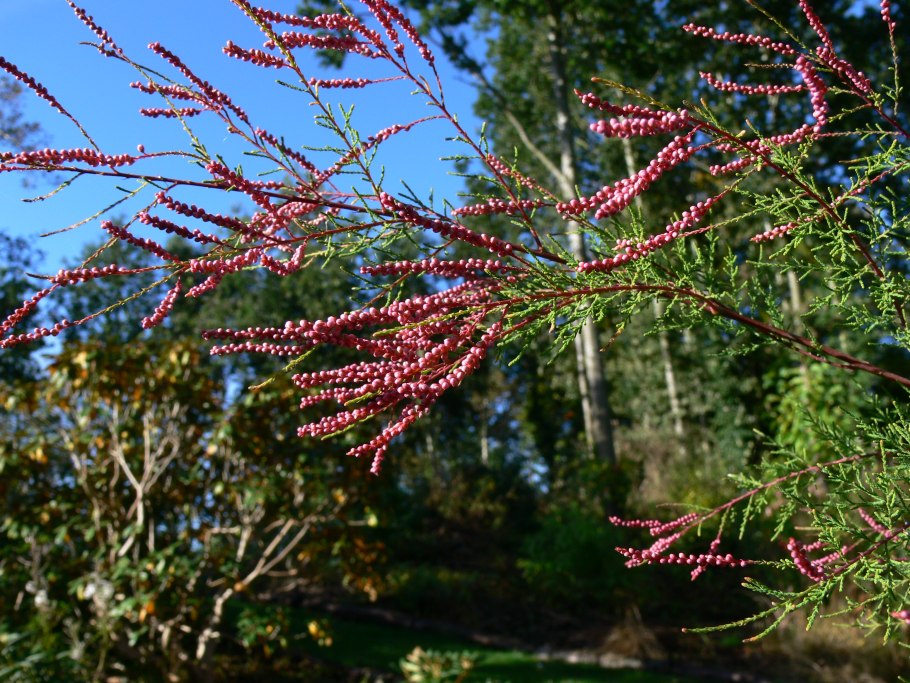 Тамарикс Степной