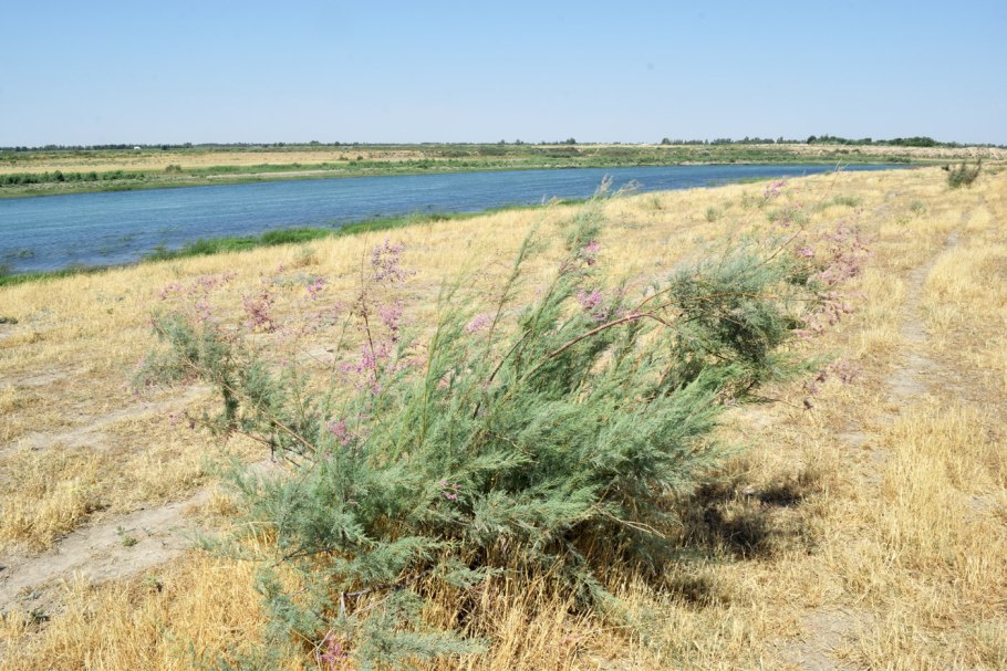 Тамариск в пустыне