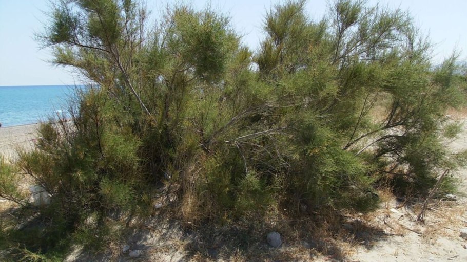 Саксаул цветет