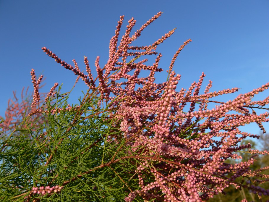 Хвойник тамарикс