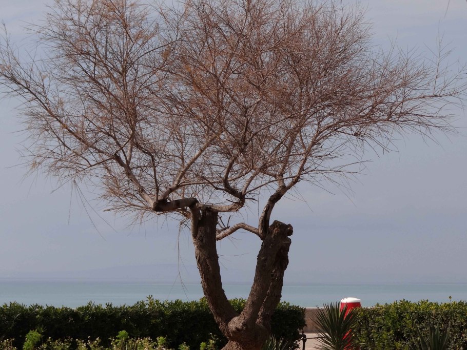 Тамариск сахара