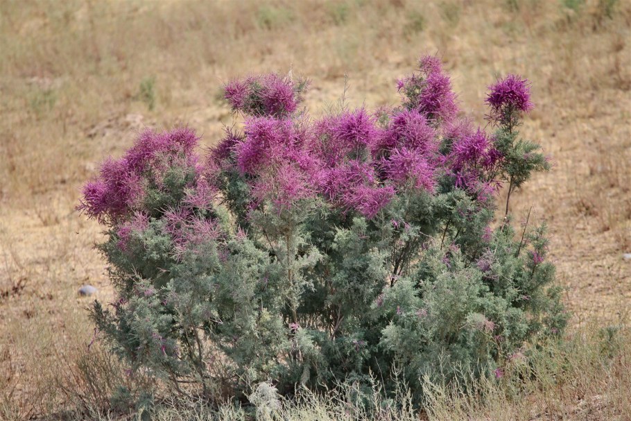 Гребенчук кустарник в степи