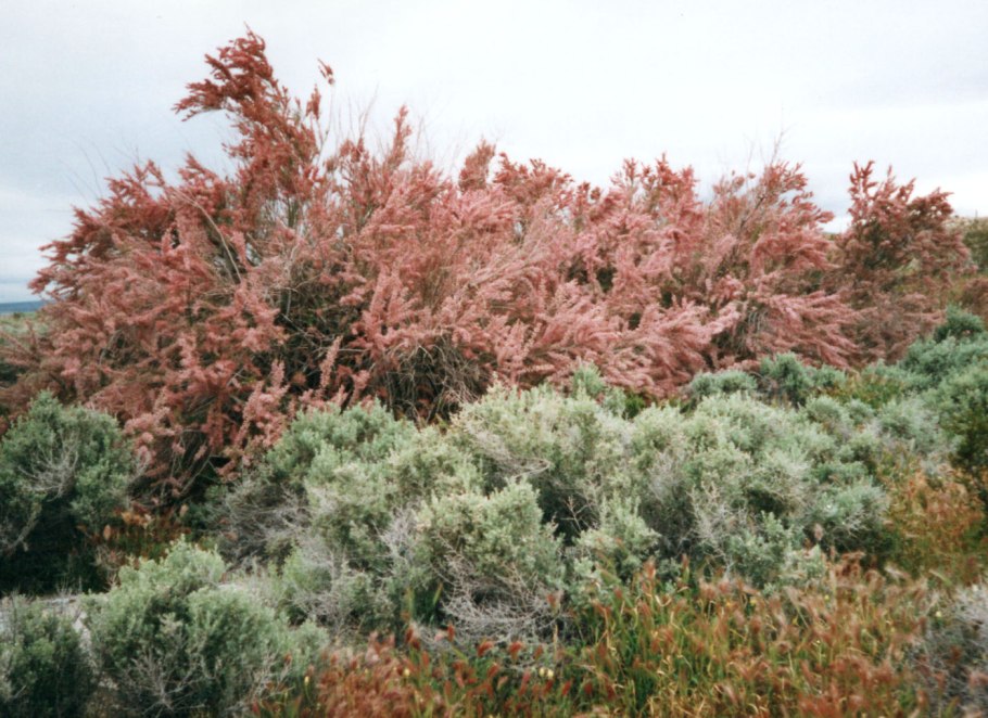 Тамариск Синай