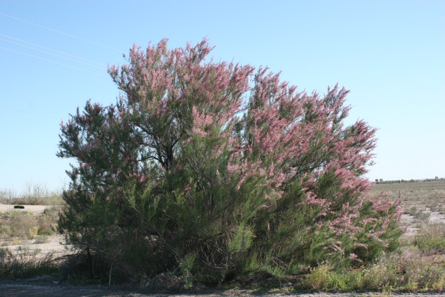 Саксаул белый (Haloxylon persicum)