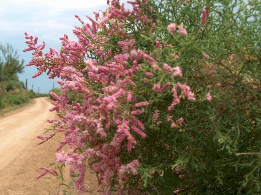 Тамариск в пустыне