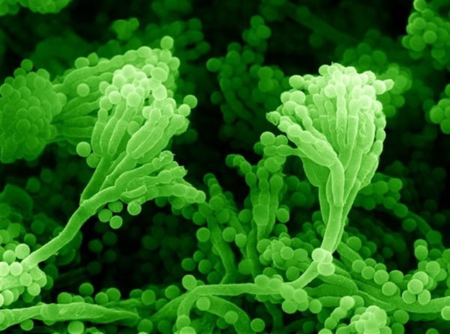 Отделы высших растений