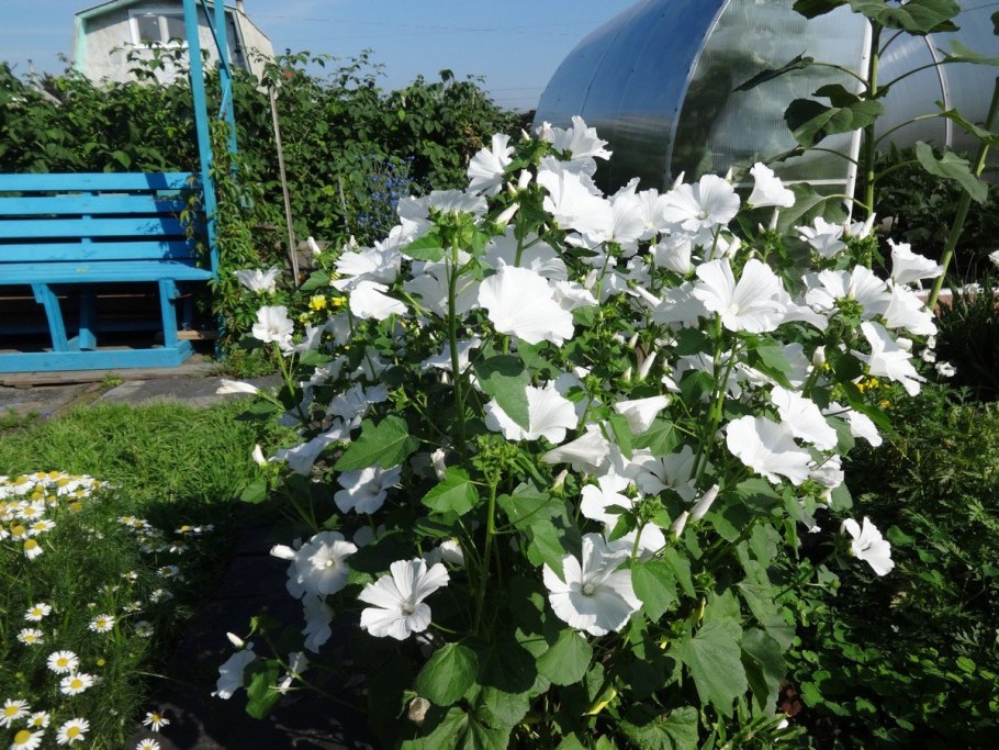 Мальва мускусная ( просвирник)