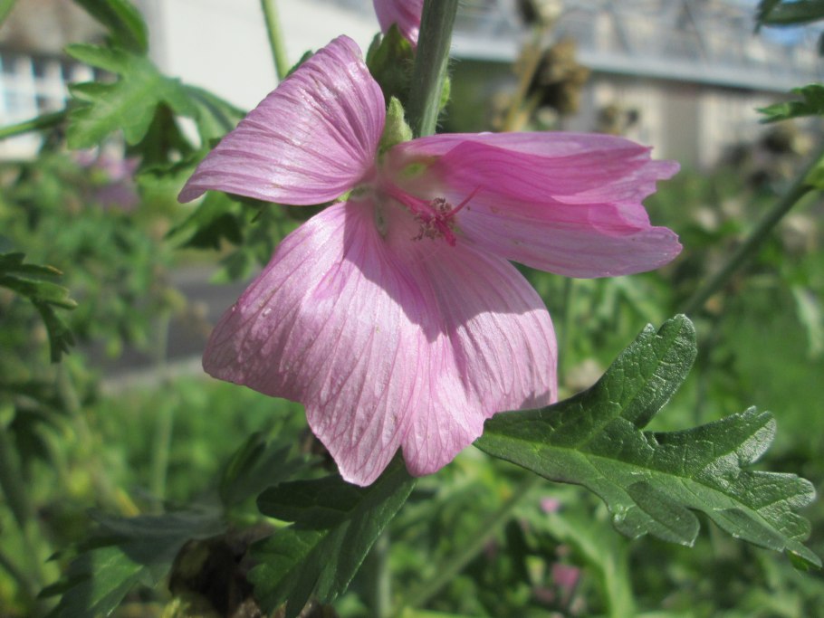 Лаватера меланж