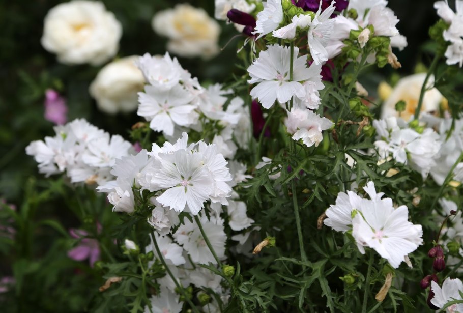 Мальва мускусная Альба