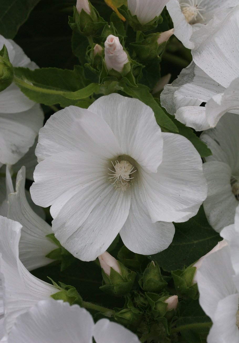 Лаватера Монблан