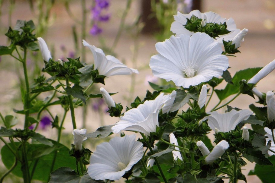 Мальва мускусная Альба