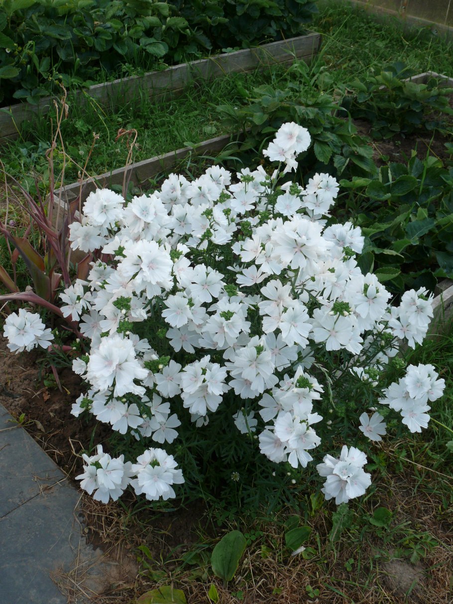 Мальва мускусная белая