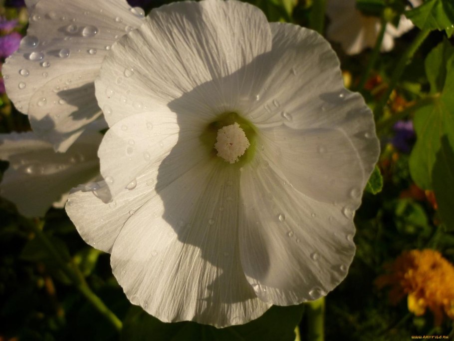 Лаватера многолетняя белая