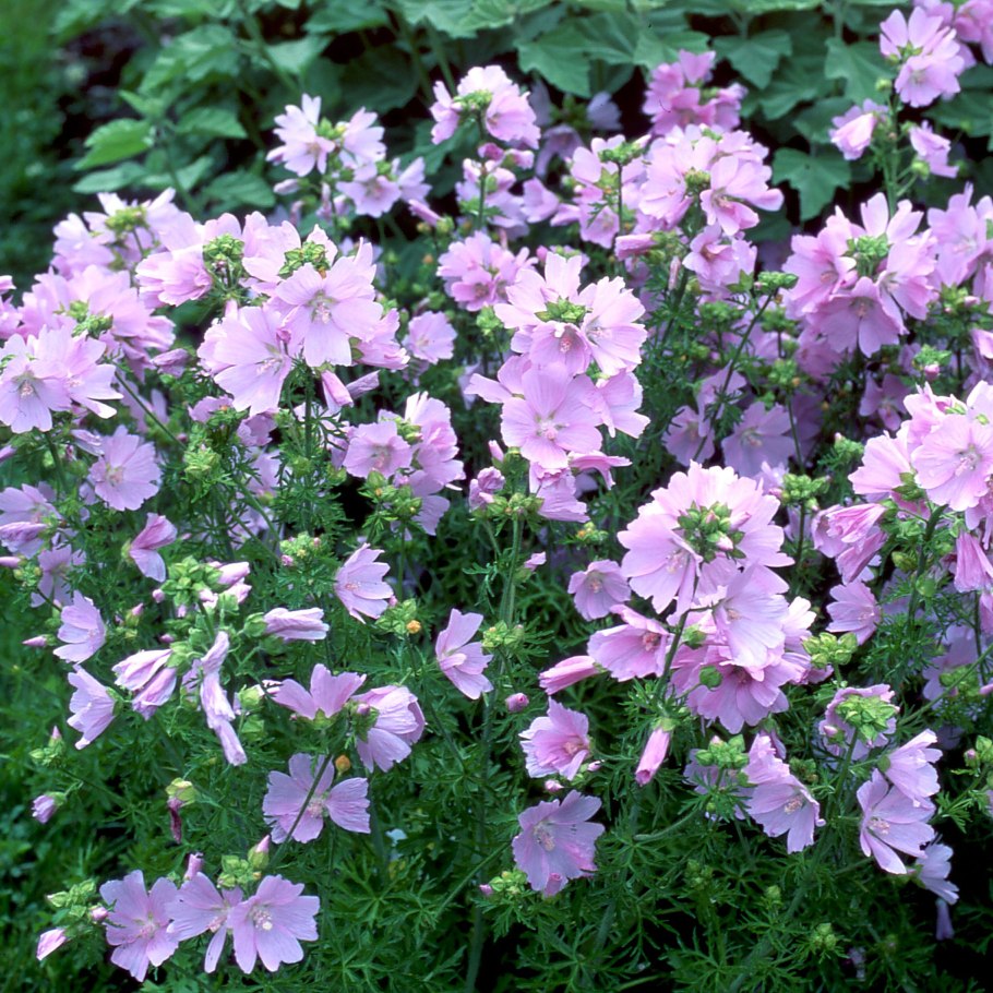 Мальва мускусная розовая