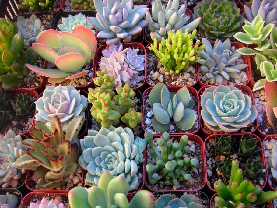 Эхеверия Гармса