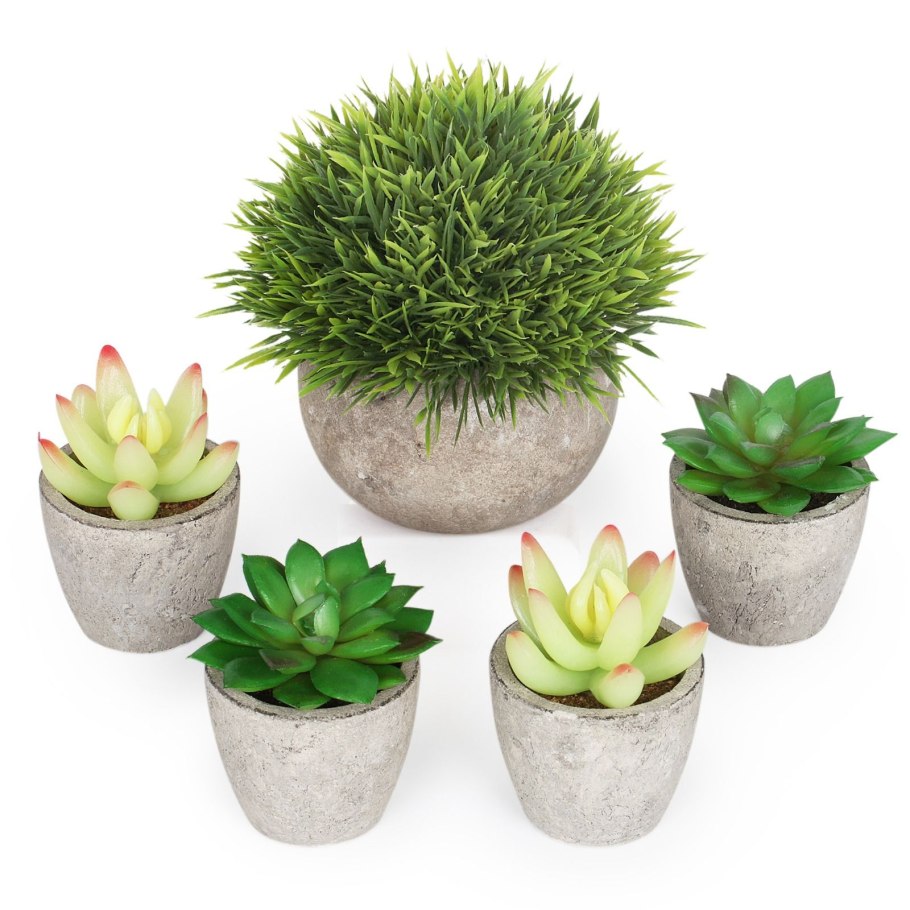 Декоративные живые растения