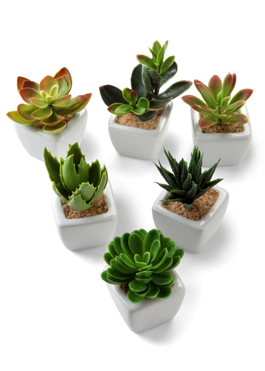 Суккуленты Леруа Мерлен