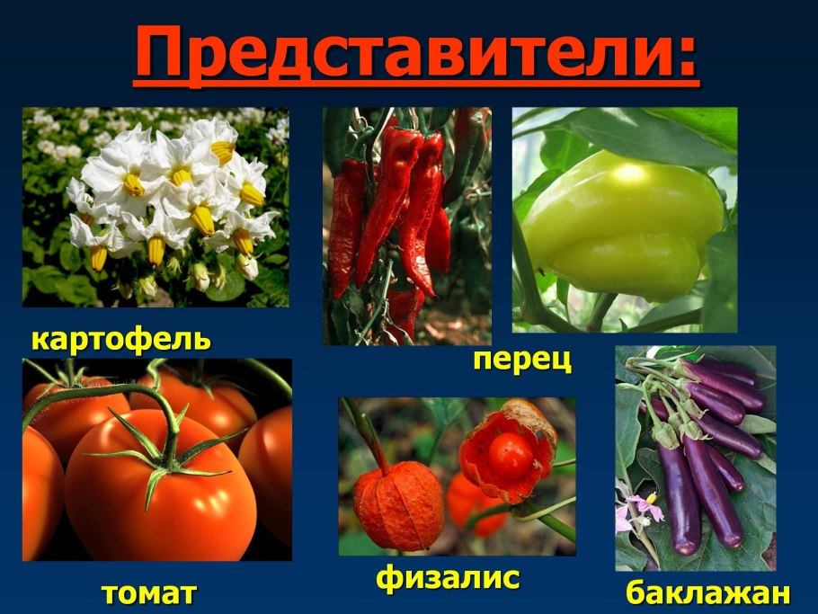 Классификация покрытосеменных 6