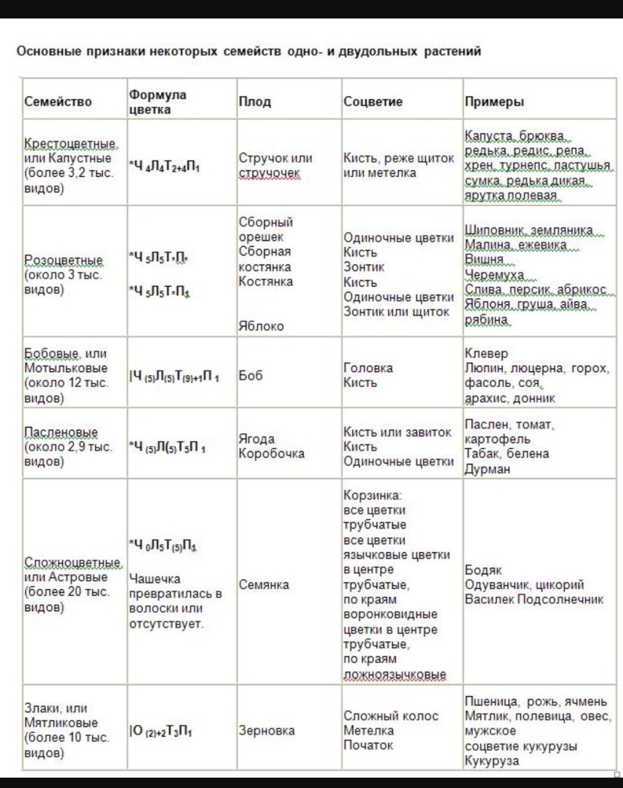 Строение однодольных и двудольных семян