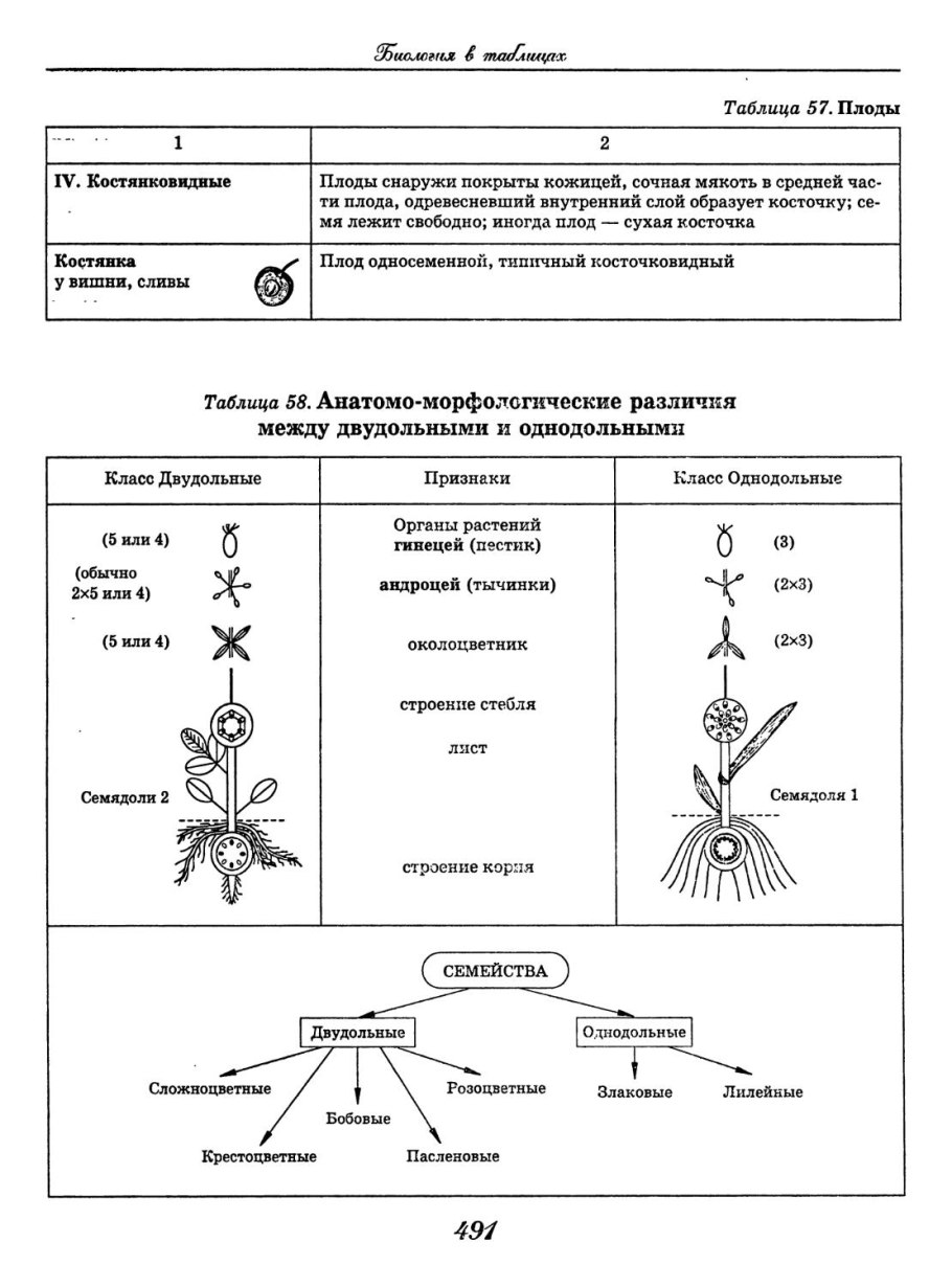Цветоножки выходят из вершины оси соцветия