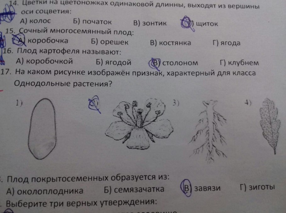 Класс двудольные растения
