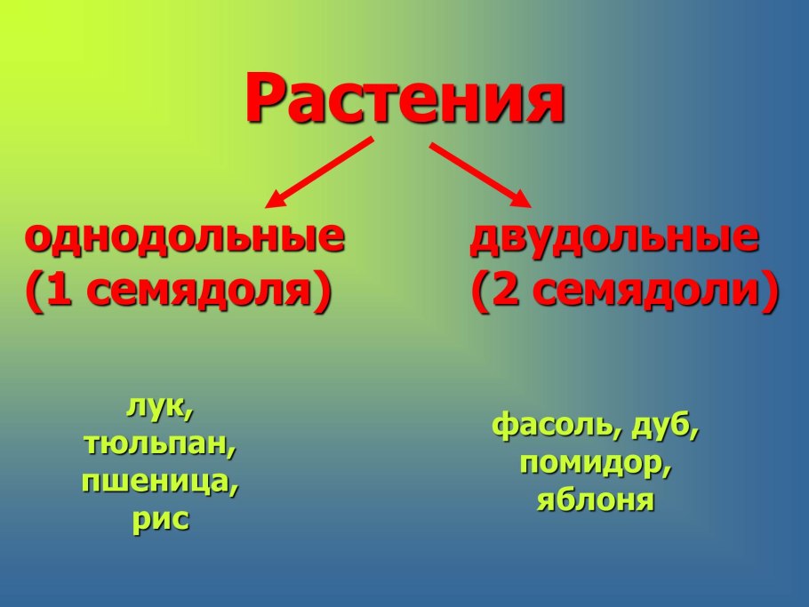 Семейства цветковых растений таблица