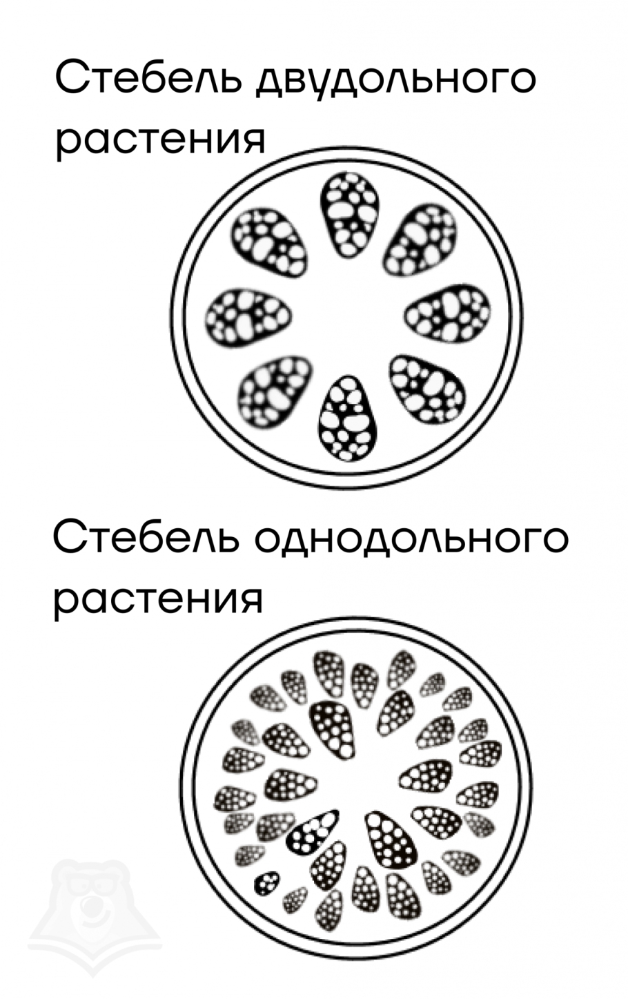 Строение семян двудольные семена