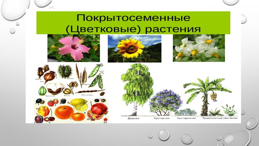 Представители двудольных покрытосеменных растений