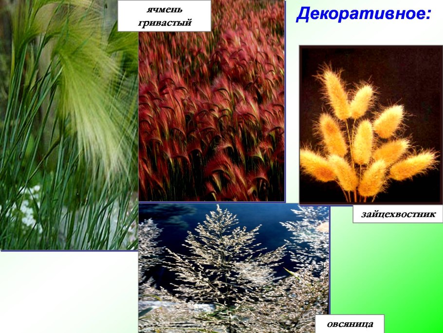 Среда обитания покрытосеменных