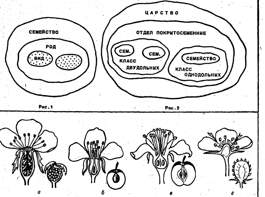 Строение семени двудольного растения