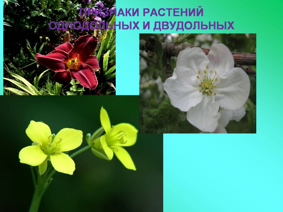 Схема развития понятия растение