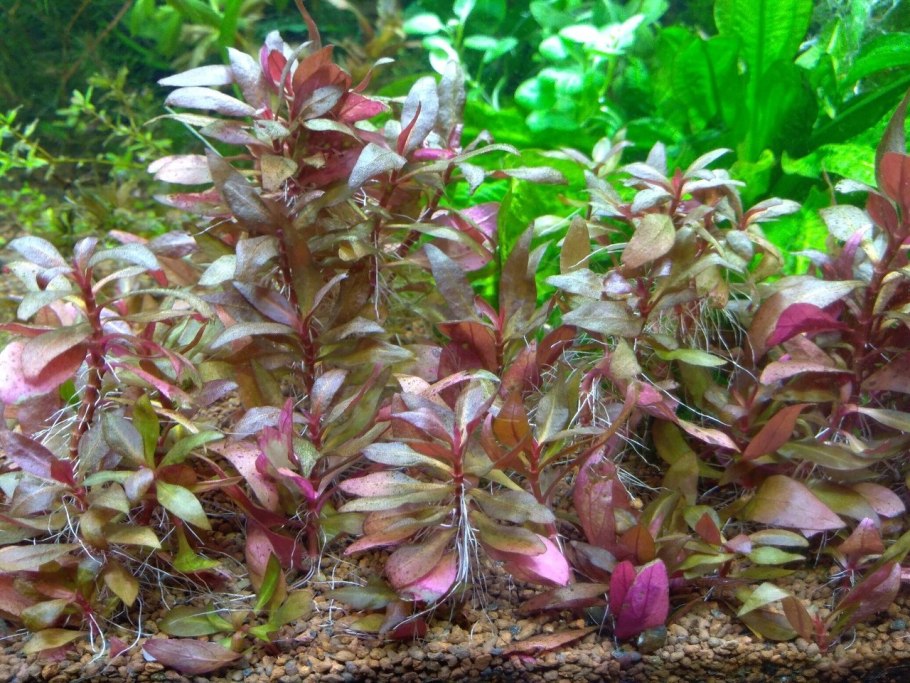 Alternanthera reineckii rosaefolia