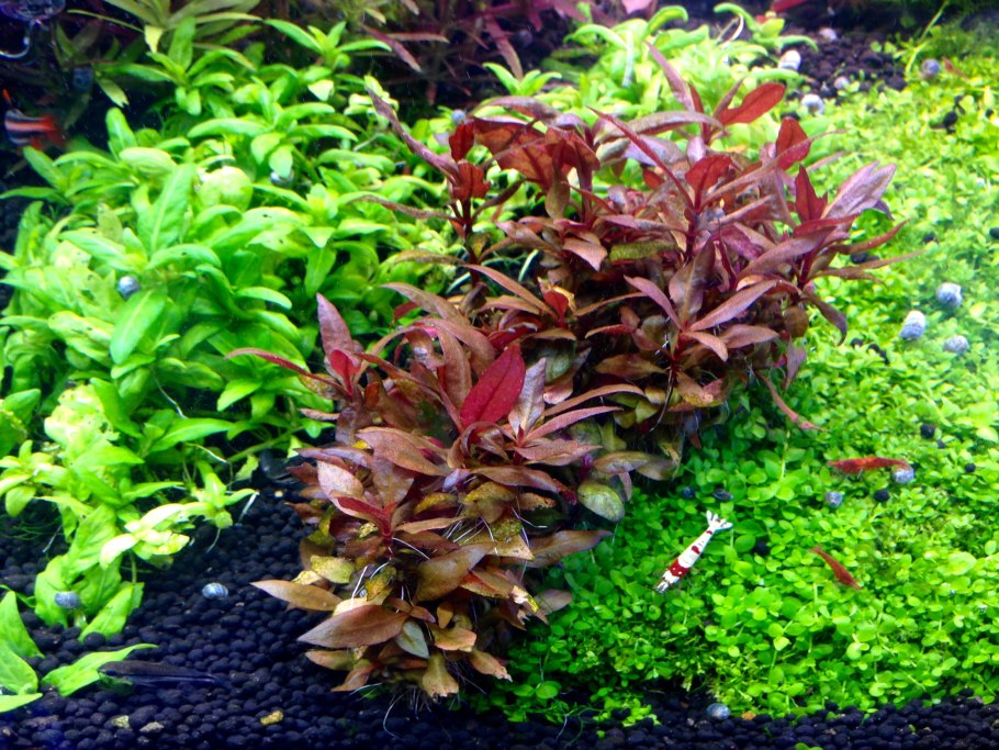 Альтернантера Рейнека (Alternanthera reineckii)