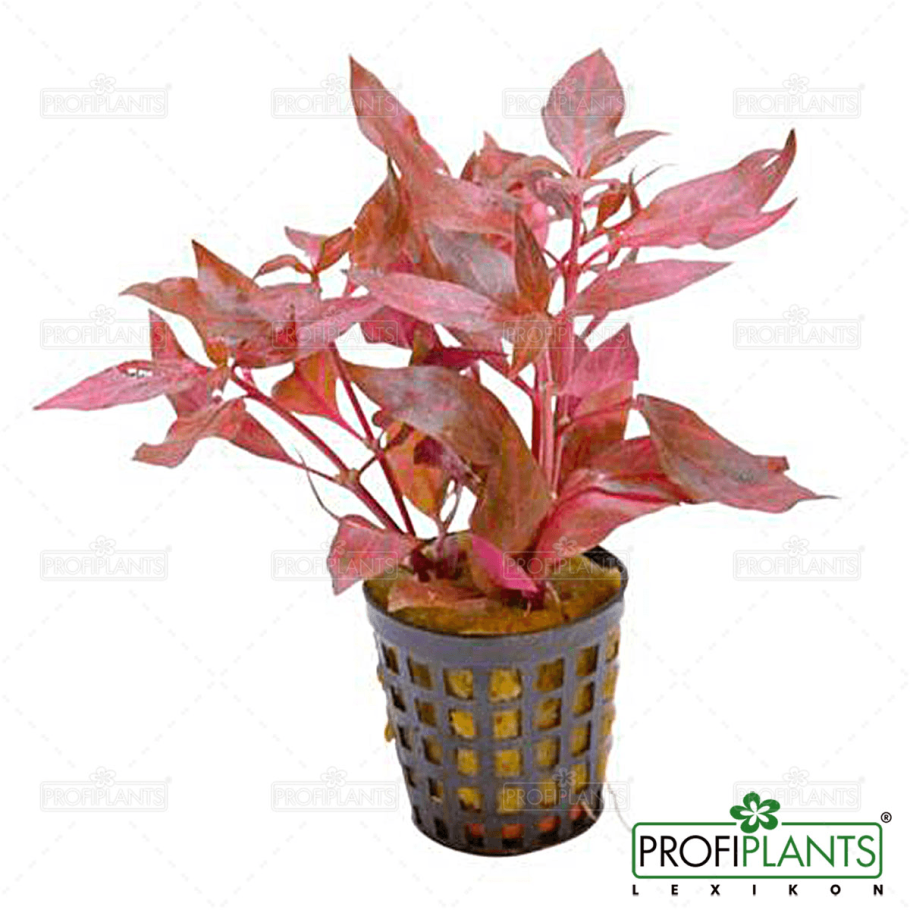 Альтернантера Рейнека