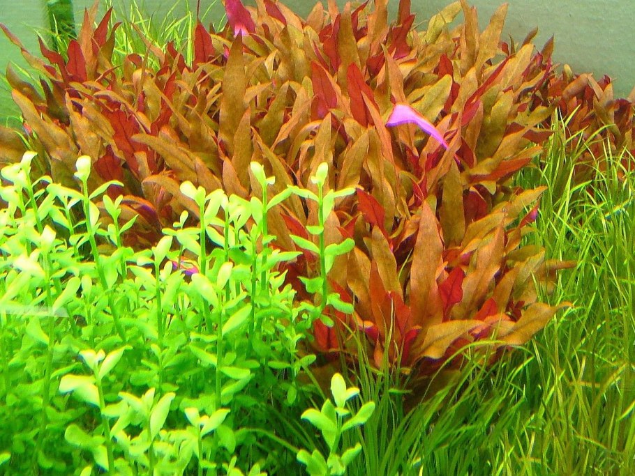 Людвигия супер ред