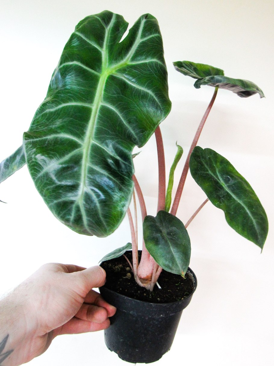 Алоказия розовый дракон