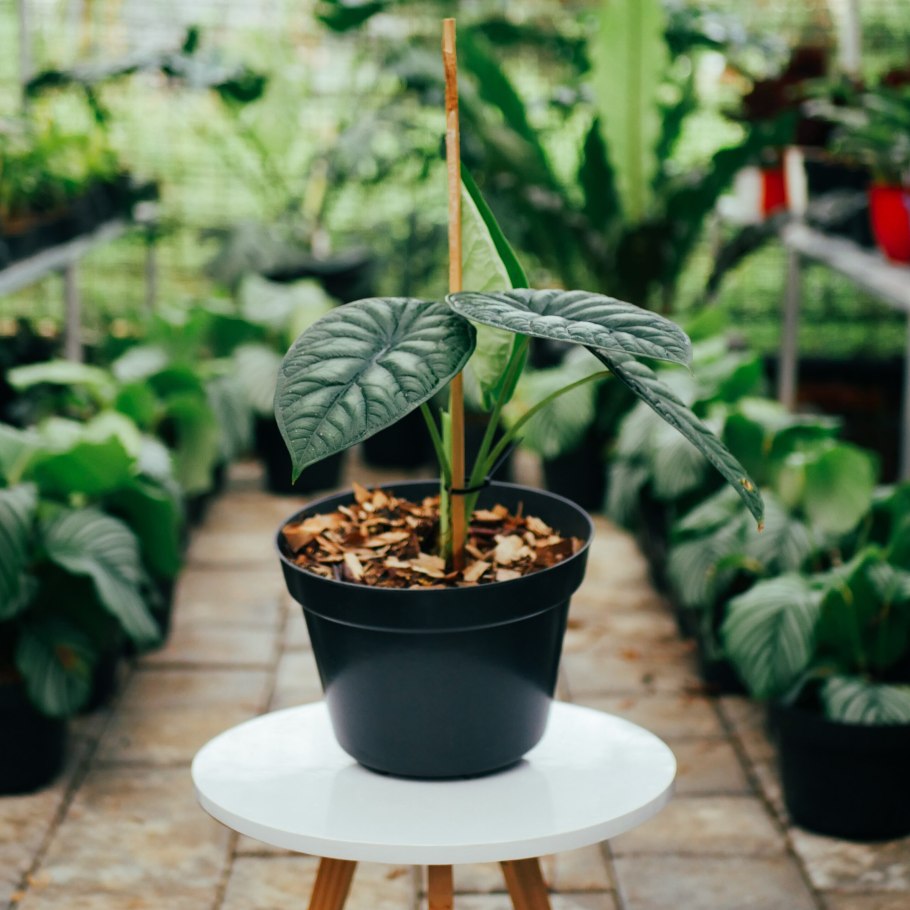 Алоказию Сильвер драгон