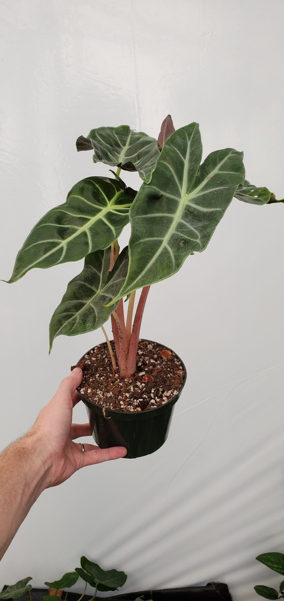 Алоказия Пинк дракон описание