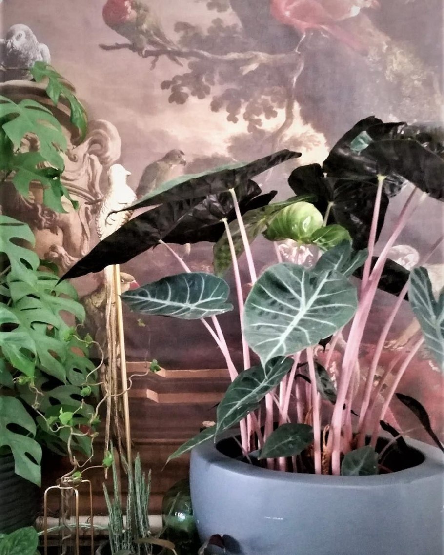 Алоказия пик дракон