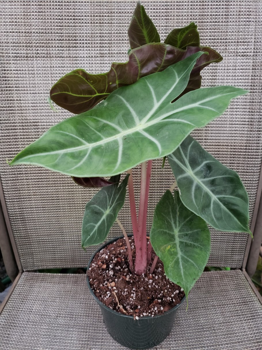 Alocasia Pink Dragon Alocasia Pink Dragon