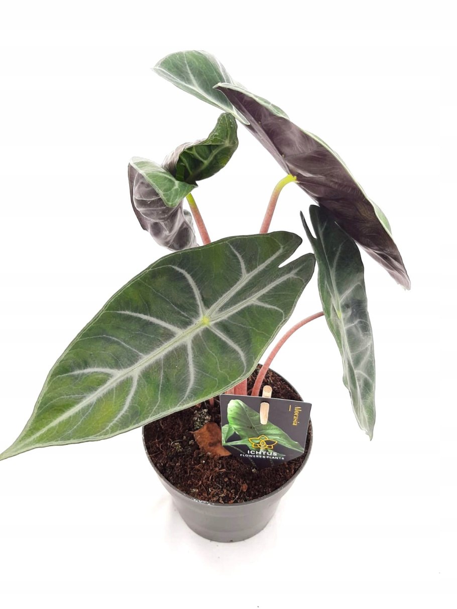 Алоказия Пинк драгон