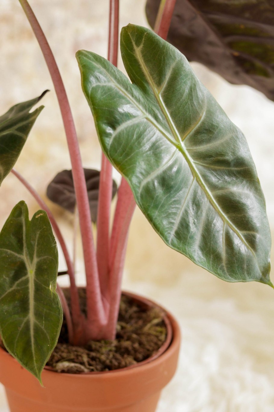 Алоказия Пинк драгон