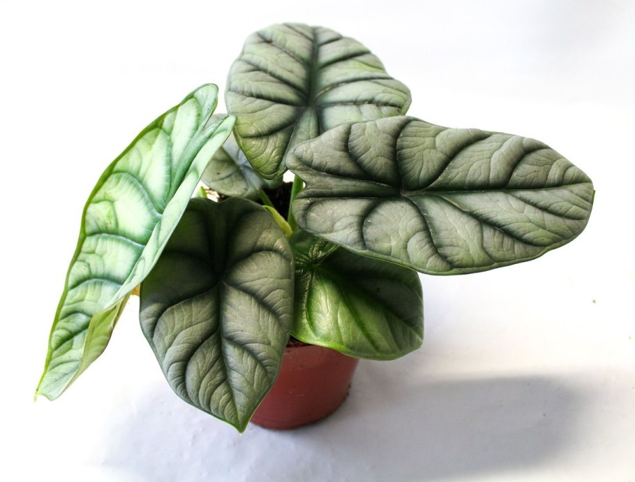 Алоказия silver dragon