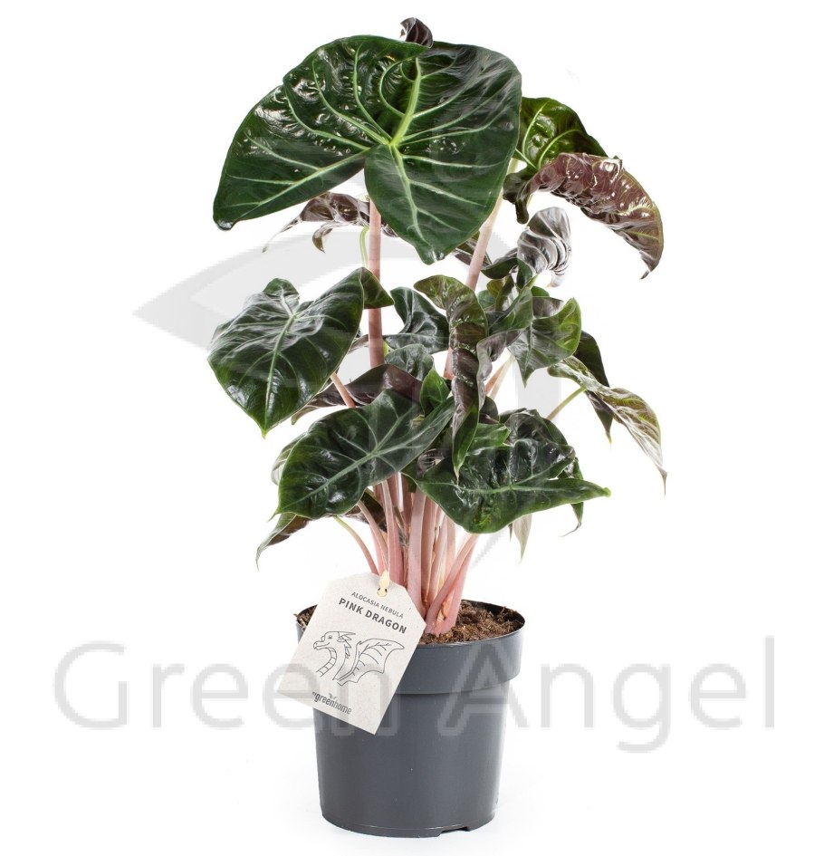 Алоказия драгон Скейл купить в Красноярске