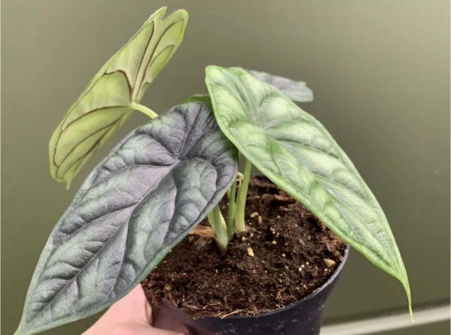 Alocasia 'Silver Dragon'