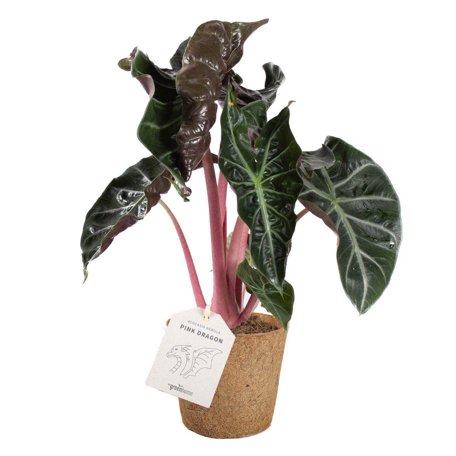 Алоказия розовый дракон