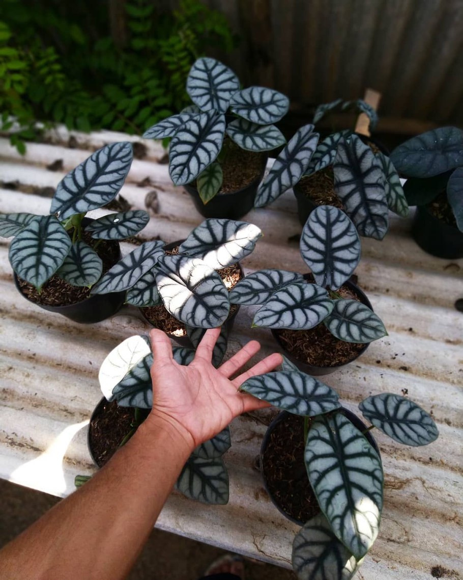 Алоказия сильвер драгон